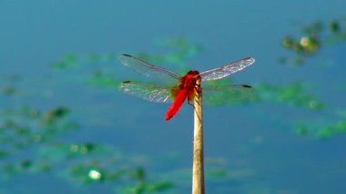 Kızıl yusufçuk (Crocothemis erythraea) bir sazlığın ucunda oturur. Ukrayna