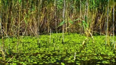 Floating fern, floating moss, water butterfly wings (Salvinia natans)