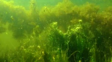 Yalpug Gölü, Ukrayna 'da su bitkileri ve oksijen üreten alg çalılıkları