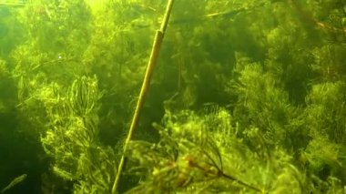 Yalpug Gölü, Ukrayna 'da deniz tarlaları (Ceratophyllum) ya da boynuz kuyruklu otlar (Ceratophyllum), su bitkileri çalılıkları