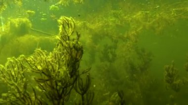 oontails or hornworts (Ceratophyllum), thickets of aquatic flowering plants in Yalpug lake, Ukraine
