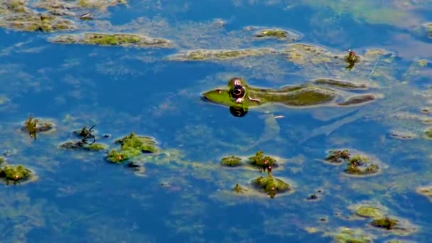 淡水湖でトンボを狩る湿原カエル Pelophylax Ridibunus — ストック動画