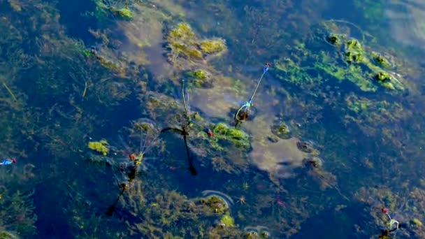 Dragonflies Lay Eggs Plants Ukraine — Stockvideo