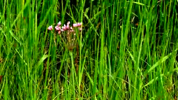 Flowering Rush Grass Rush Butomus Umbellatus Plant Blooms Reed Beds — Stockvideo