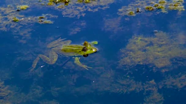 淡水湖でトンボを狩る湿原カエル Pelophylax Ridibunus — ストック動画