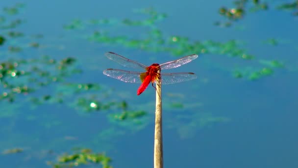 Red Dragonfly Crocothemis Erythraea Sits Tip Reed Ukraine — Vídeos de Stock