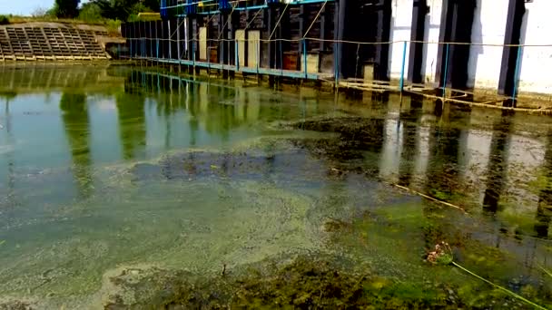 Algues Bleu Vert Microcystis Aeruginosa Dans Eau Sale Lac Ukraine — Video