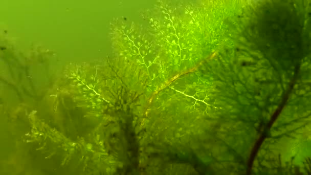 Greater Bladderwort Common Bladderwort Utricularia Vulgaris Insectivorous Plant Yalpug Lake — Stok video