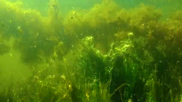 乌克兰雅尔普格湖中的水生植物和产氧藻类的灌丛 — 图库视频影像