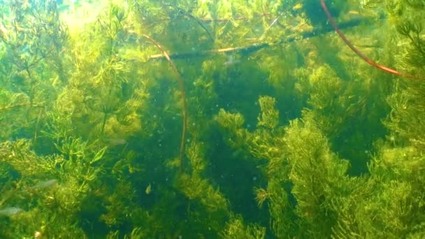 Oontails Hornworts Ceratophyllum Small Fish Thicket Aquatic Flowering Plants Yalpug — Stok video