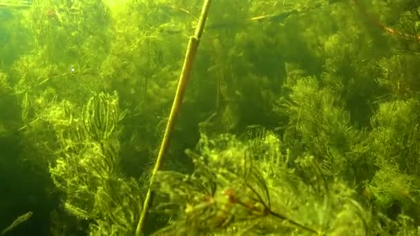 Oontails Hornworts Ceratophyllum Thickets Aquatic Flowering Plants Yalpug Lake Ukraine — Vídeo de Stock