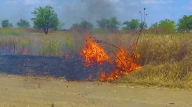 Yanan vahşi bozkır, doğadaki doğal afet yangını, Ukrayna
