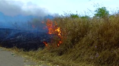Yanan vahşi bozkır, doğadaki doğal afet yangını, Ukrayna
