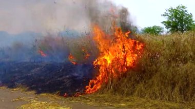 Yanan vahşi bozkır, doğadaki doğal afet yangını, Ukrayna