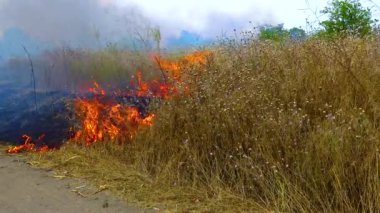 Yanan vahşi bozkır, doğadaki doğal afet yangını, Ukrayna