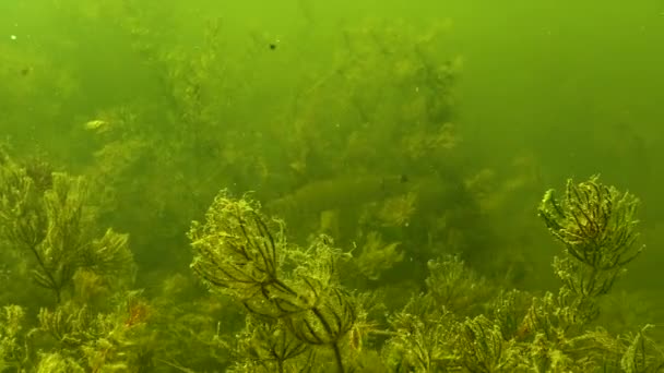 Oontails Hornworts Ceratophyllum Thickets Aquatic Flowering Plants Yalpug Lake Ukraine — Stok video