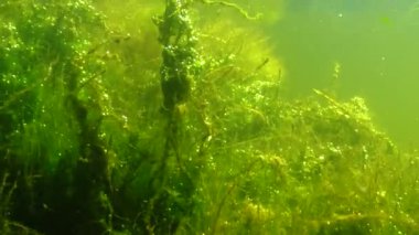 Yalpug Gölü, Ukrayna 'da su bitkileri ve oksijen üreten alg çalılıkları