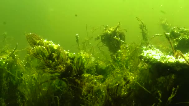 乌克兰雅尔普格湖中的水生植物和产氧藻类的灌丛 — 图库视频影像