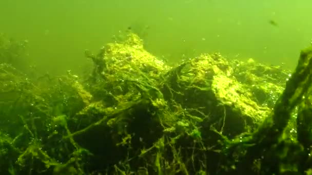 Grosellas Plantas Con Flores Acuáticas Algas Productoras Oxígeno Lago Yalpug — Vídeos de Stock
