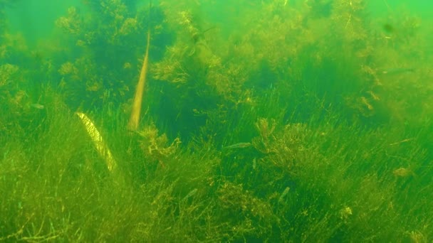 Gęstwiny Wodnych Roślin Kwitnących Glonów Produkujących Tlen Jeziorze Jalpug Ukraina — Wideo stockowe