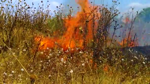 Yanan Vahşi Bozkır Doğadaki Doğal Afet Yangını Ukrayna — Stok video