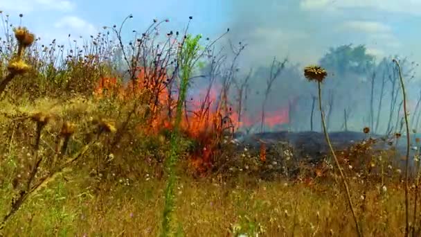 Brandende Wilde Steppe Natuurramp Brand Het Wild Oekraïne — Stockvideo