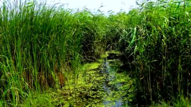 Floating fern, floating moss, water butterfly wings (Salvinia natans) in reed beds in the lake, Ukraine