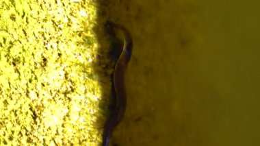 Medical leech swims in dirty water in the lake, Ukraine