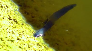 Medical leech swims in dirty water in the lake, Ukraine