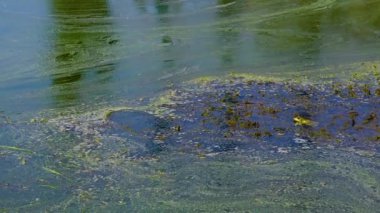 Blue-green (Microcystis aeruginosa) algae in dirty water in a lake, Ukraine