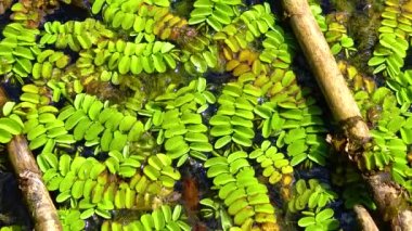 Floating fern, floating moss, water butterfly wings (Salvinia natans)