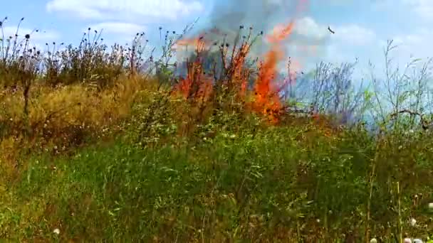 Quema Estepa Salvaje Incendio Desastres Naturales Naturaleza Ucrania — Vídeos de Stock