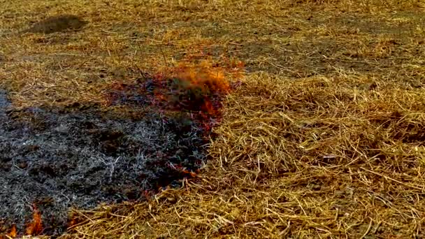 Απομεινάρια Της Καύσης Άχυρου Στο Πεδίο Φωτιά Στην Agrobiocenosis Ουκρανία — Αρχείο Βίντεο