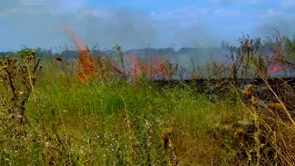 Burning Wild Steppe Natural Disaster Fire Wild Ukraine — Vídeo de stock