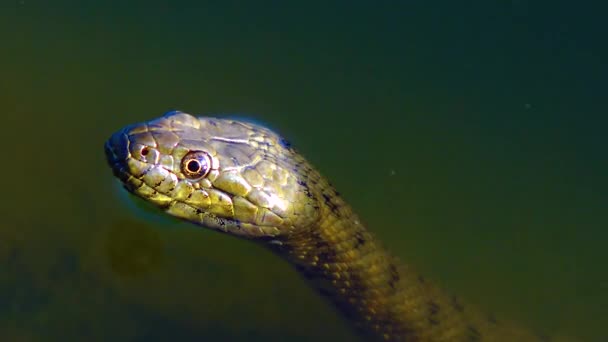 Dice Snake Natrix Tessellata Snake Head Sticking Out Water — Stockvideo