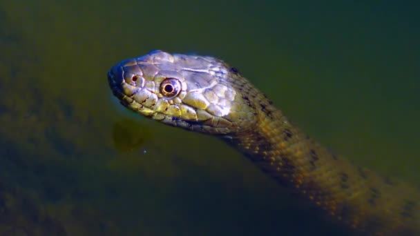 Dice Snake Natrix Tessellata Snake Head Sticking Out Water — Stock video