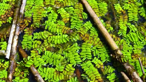 Felce Galleggiante Muschio Galleggiante Ali Farfalla Acqua Nativi Della Salvinia — Video Stock