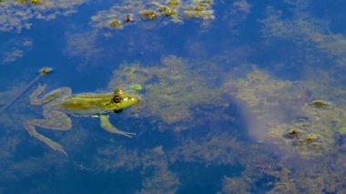 Bataklık kurbağası (Pelophylax ridibundus) tatlı su gölünde yusufçuk avlar.