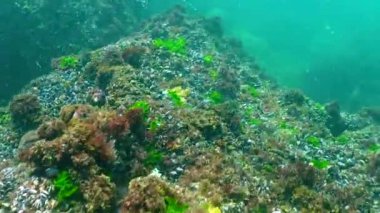 Predatory mollusks (Rapana venosa) in the bottom biocenosis on stones eat the Black Sea mussel. Harmful Invader