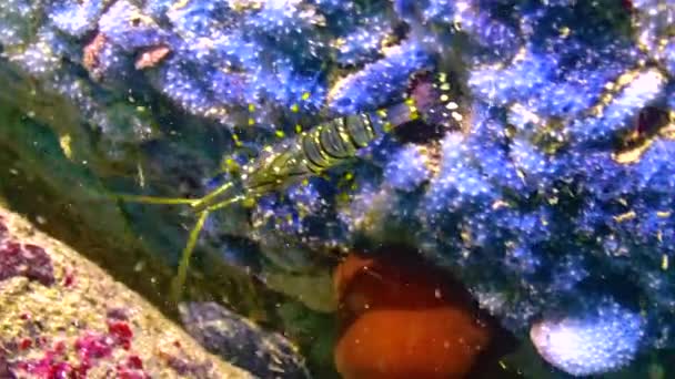 Krevety Palaemon Elegans Plazící Mořských Houbách Černé Moře — Stock video