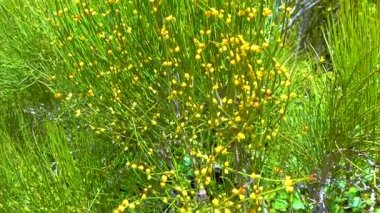 Botanik bahçesindeki çiçek açan Ephedra gibi, Ukrayna