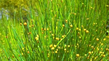 Botanik bahçesindeki çiçek açan Ephedra gibi, Ukrayna