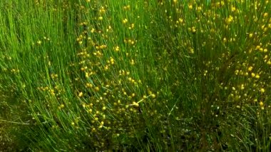 Botanik bahçesindeki çiçek açan Ephedra gibi, Ukrayna