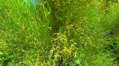 Blooming treelike Ephedra in the botanical garden, Ukraine