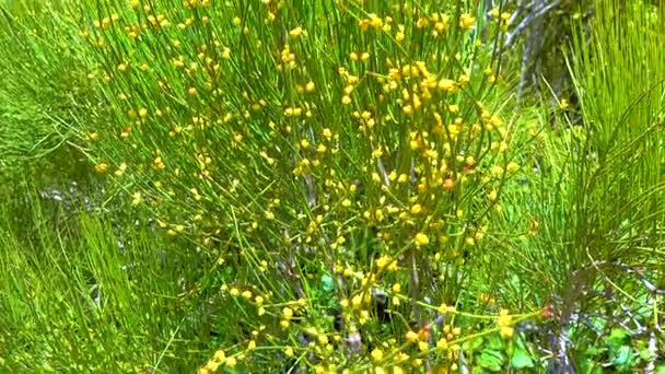 Blooming Treelike Ephedra Botanical Garden Ukraine — стоковое видео