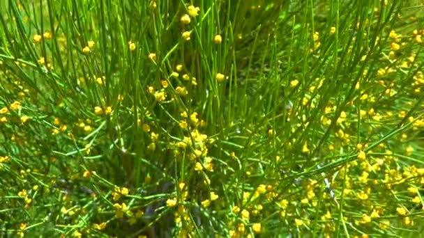 Blooming Treelike Ephedra Botanical Garden Ukraine — стокове відео