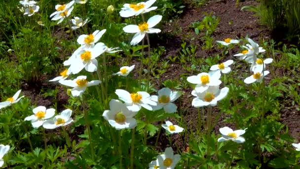 Windflowers Anemone Είναι Ένα Γένος Ανθοφόρων Φυτών Της Οικογένειας Ranunculaceae — Αρχείο Βίντεο