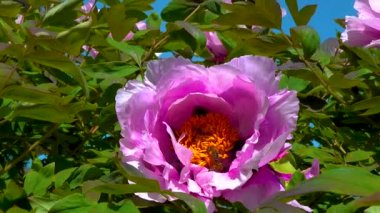 Bal arıları bahçedeki çiçek bahçesinde tatlı nektar toplarlar.