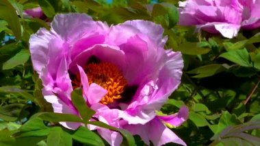 Bal arıları bahçedeki çiçek bahçesinde tatlı nektar toplarlar.