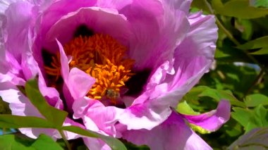 Bal arıları bahçedeki çiçek bahçesinde tatlı nektar toplarlar.